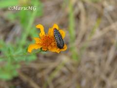 Acmaeodera haemorrhoa