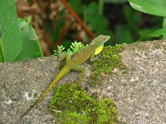 Anolis evermanni