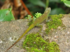 Anolis evermanni