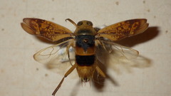 Notonecta maculata