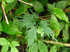 Selaginellaceae
