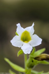 Harveya obtusifolia image
