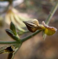 Carlowrightia neesiana