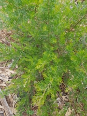 Grevillea thelemanniana