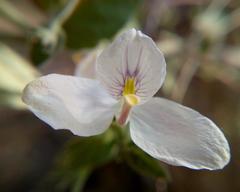 Carlowrightia neesiana