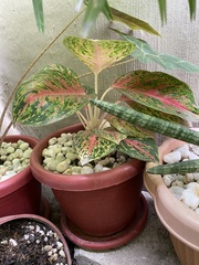 Aglaonema