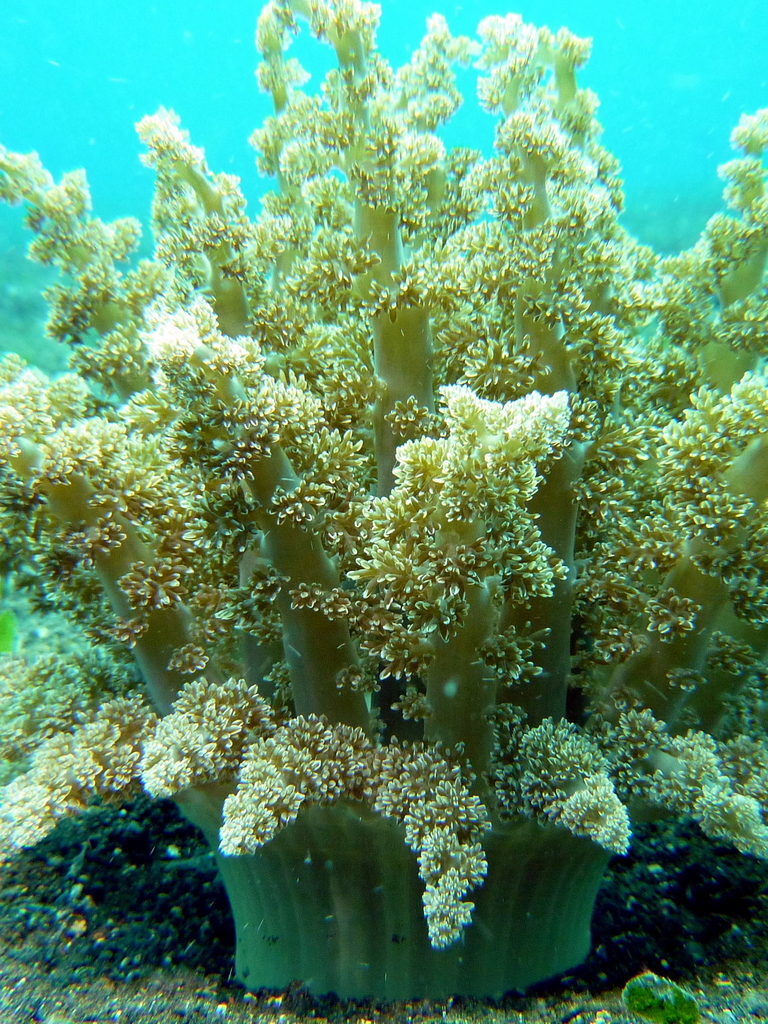 Tree anemone