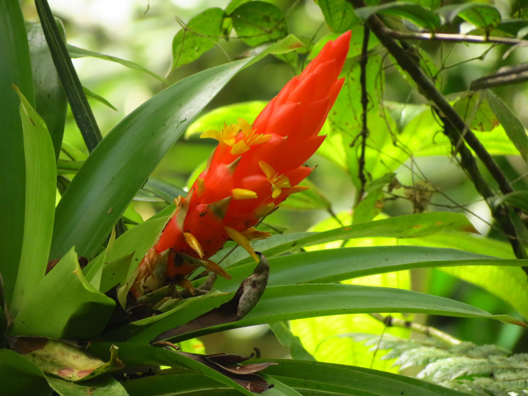 Guzmania berteroniana