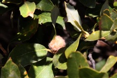 Disholandricus lasius