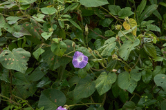 Ipomoea villifera