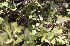 Disholandricus lasius