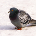 Feral Pigeon - Photo (c) Вячеслав Ложкин, some rights reserved (CC BY-NC), uploaded by Вячеслав Ложкин