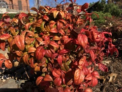 Magnoliopsida