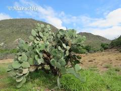 Opuntia joconostle