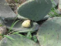 Opuntia joconostle