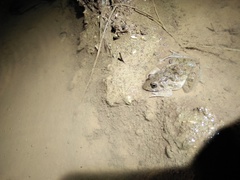 Fejervarya iskandari