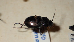 Pterostichus burmeisteri