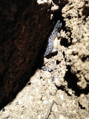 Cyrtodactylus marmoratus