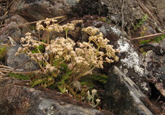 Anisotome flexuosa