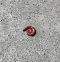 Trigoniulus corallinus