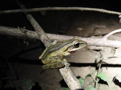 Polypedates leucomystax