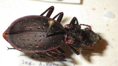 Carabus irregularis