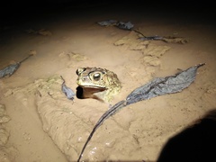 Duttaphrynus melanostictus