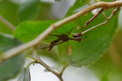 Dicromantispa interrupta