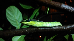 Dendrelaphis formosus