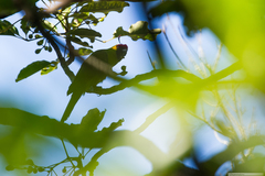 Eunymphicus cornutus