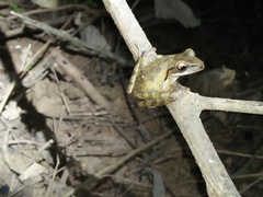 Polypedates leucomystax