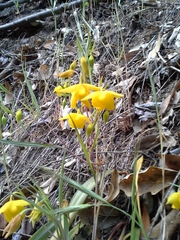 Calochortus amabilis