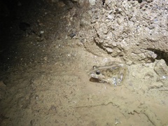 Fejervarya iskandari