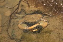 Hemigrapsus penicillatus