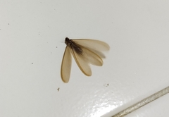 Coptotermes curvignathus