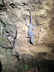 Hemidactylus frenatus