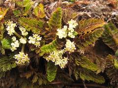 Anisotome flexuosa