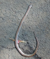 Oligodon octolineatus