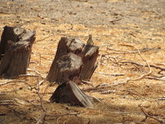 Microlophus theresioides