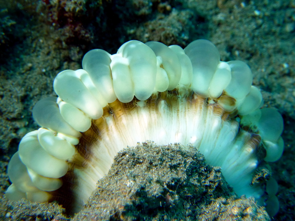 Solitary cup coral