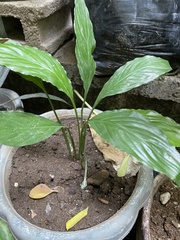 Spathiphyllum wallisii