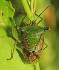 Acrocorisellus serraticollis