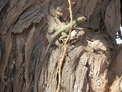 Microlophus theresioides