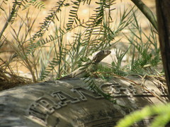 Microlophus theresioides