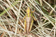 Melanoplus borealis