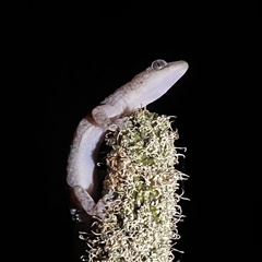 Amalosia lesueurii