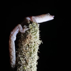 Amalosia lesueurii