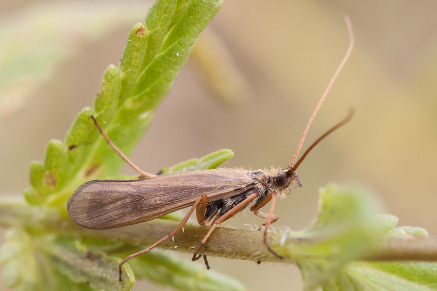 Yellow-horned Hood Caddisfly