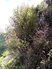 Olearia fragrantissima