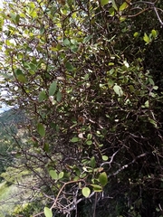Olearia fragrantissima